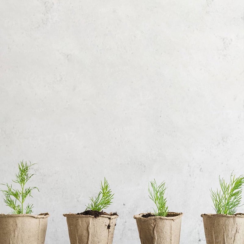 Row dill grown peat pots against concrete wall
