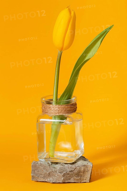 Tulip transparent vase isolated yellow