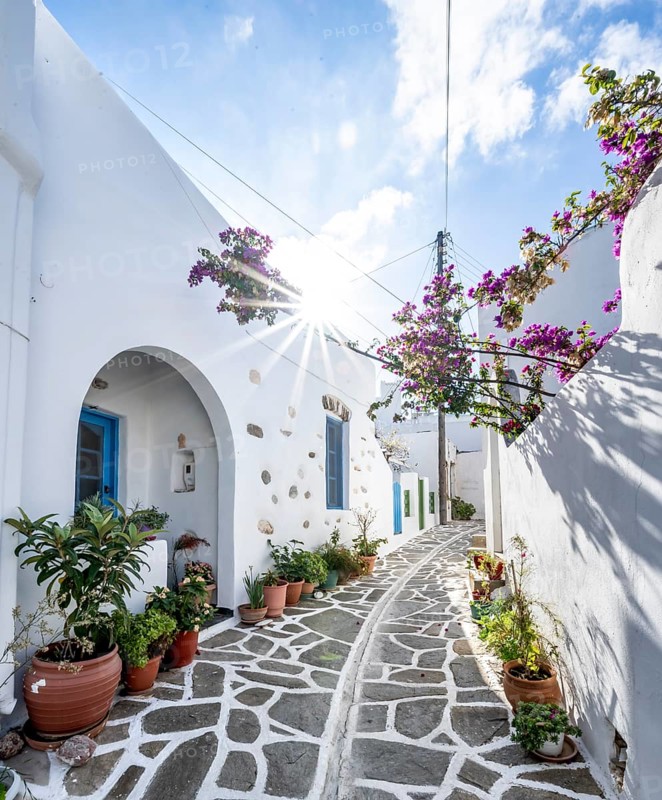 White Cycladic houses with flower pots and purple bougainvillea