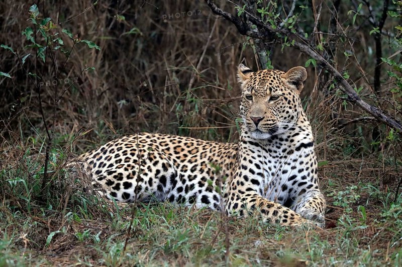 Leopard
