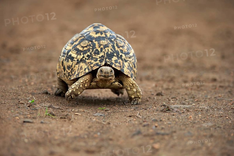 Leopard tortoise