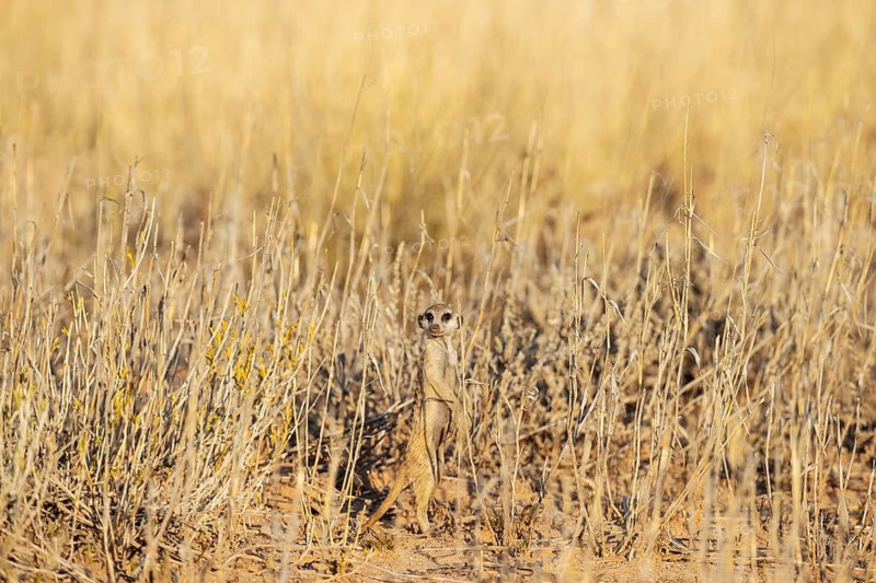 Suricate