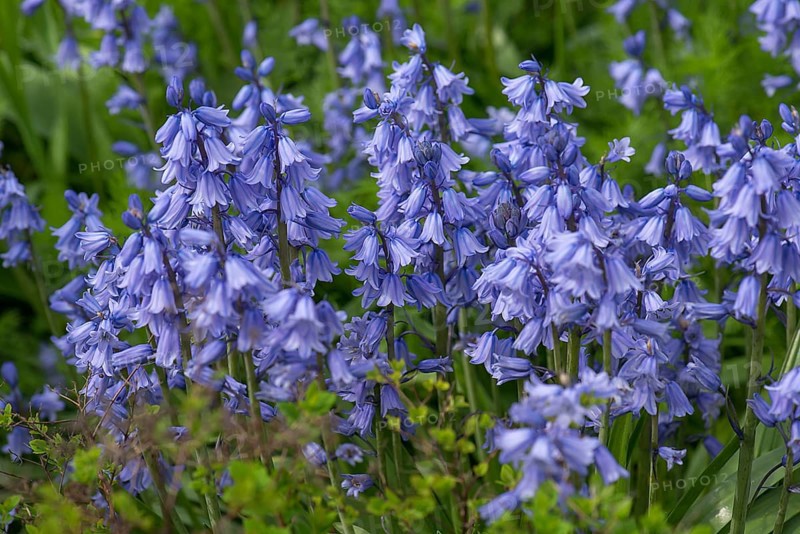 Bluebell