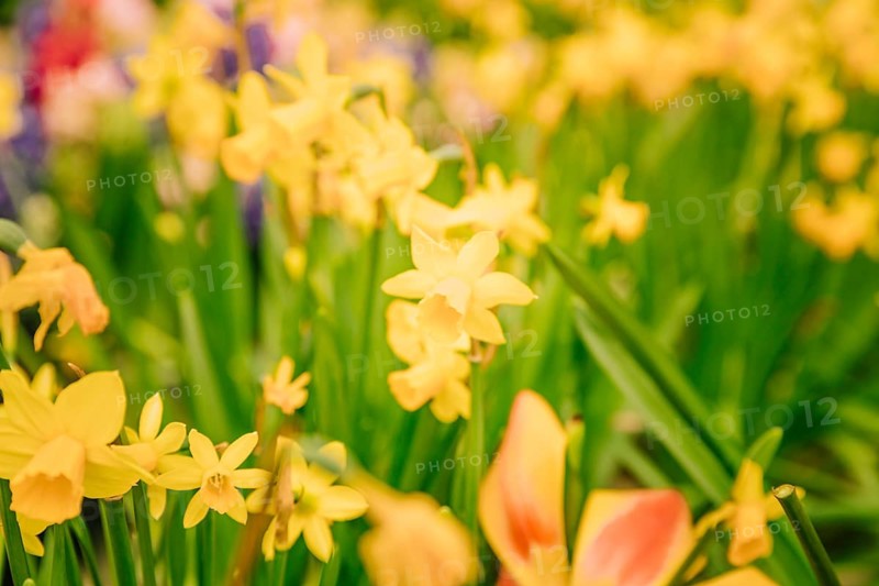 Amazing yellow daffodils flower field morning sunlight
