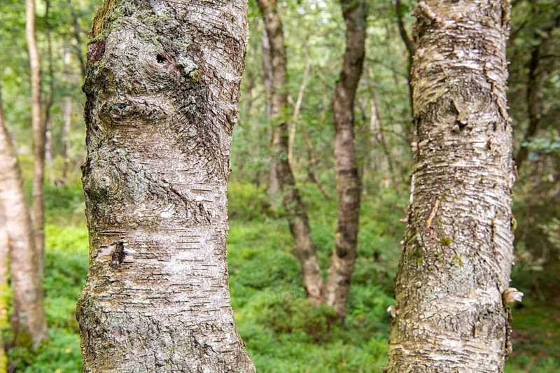 Bog birch