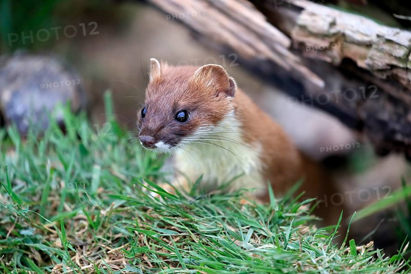 Ermine