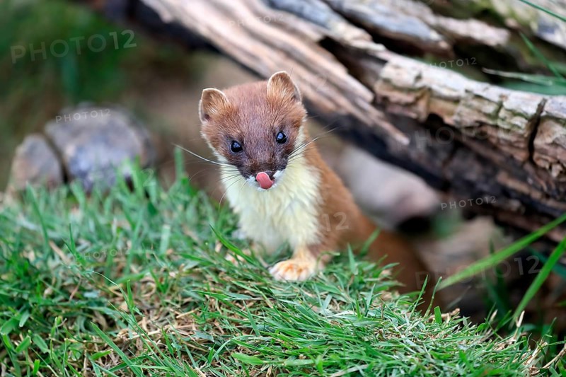 Ermine