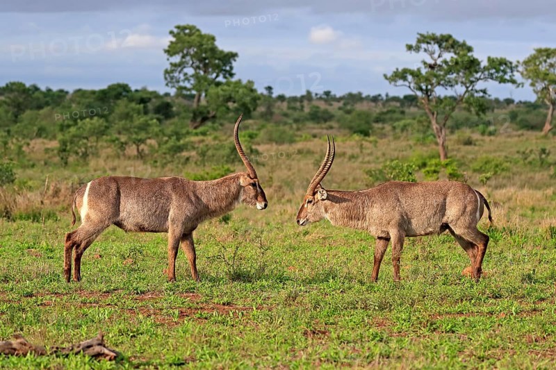 Ellipsen waterbuck