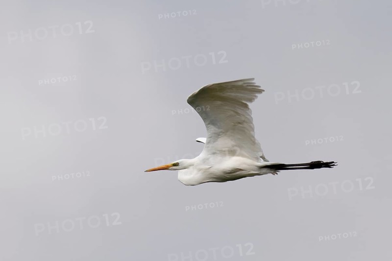 Great egret