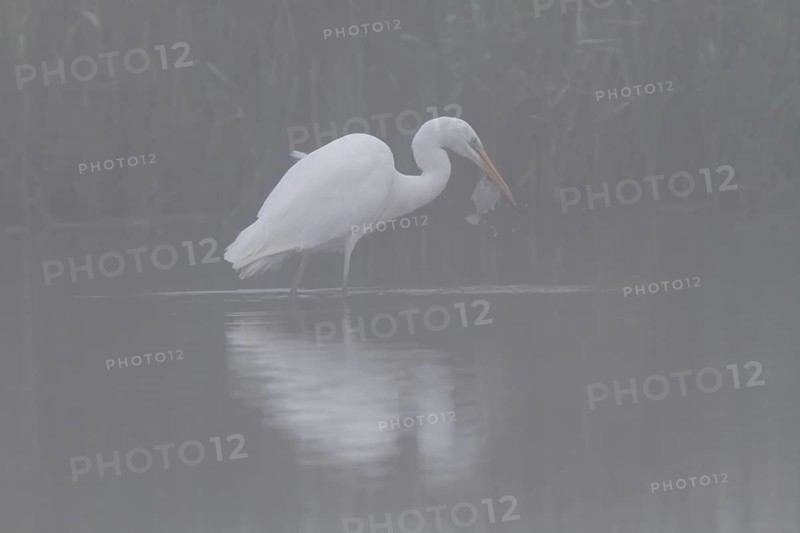 Great egret
