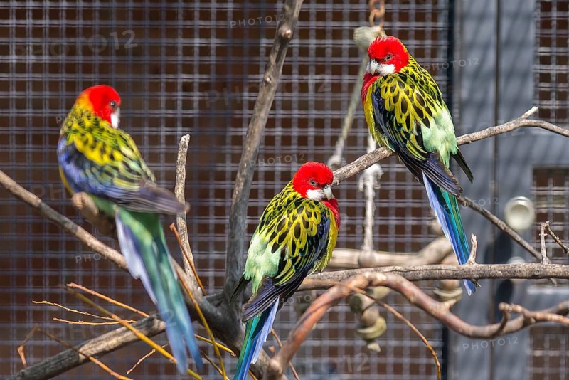 Eastern rosella