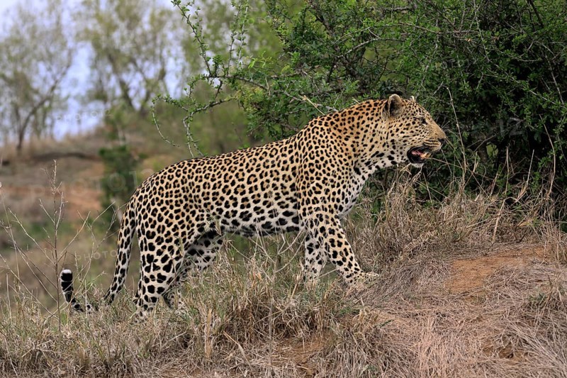 Leopard