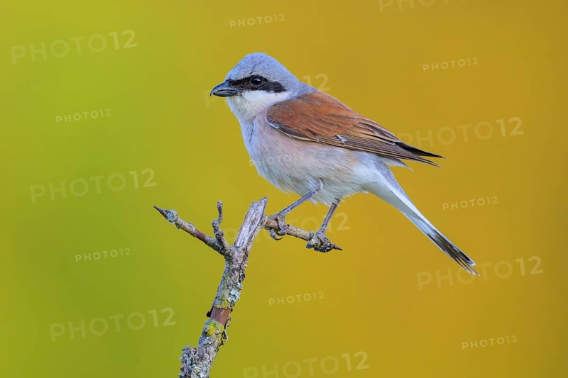 Red-backed Shrike