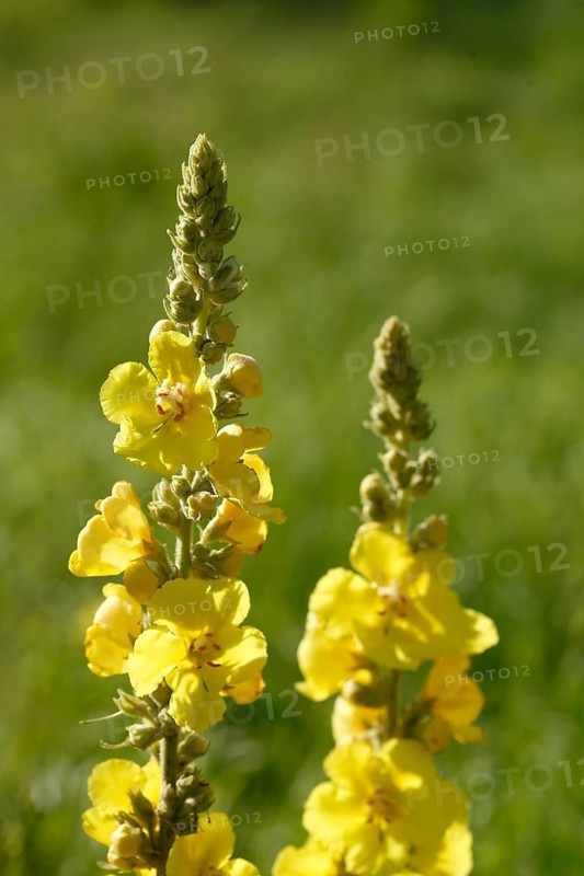 Yellow dense-flowered mullein