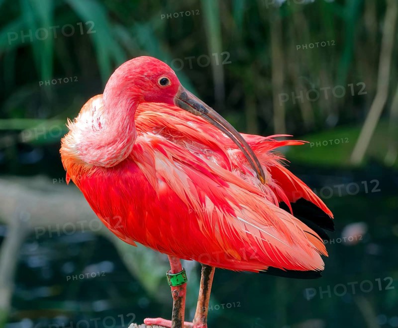 Scarlet ibises
