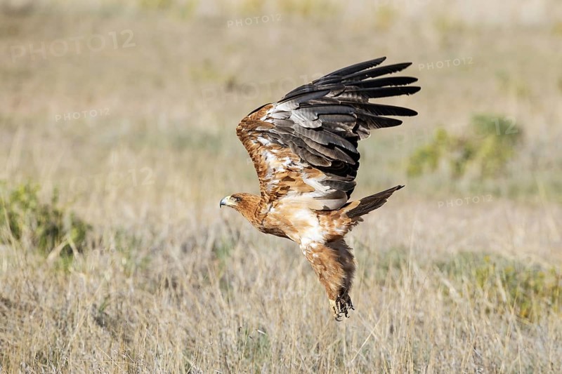 Tawny Eagle