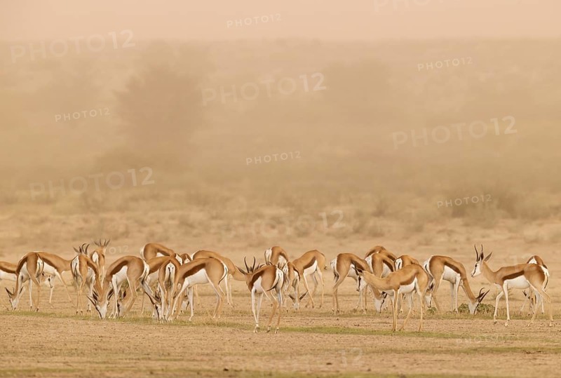 Springbok