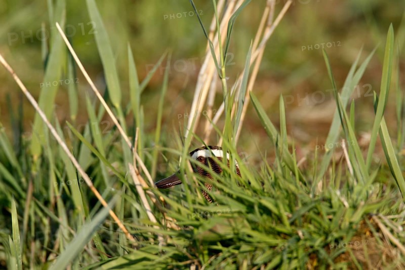 Garganey
