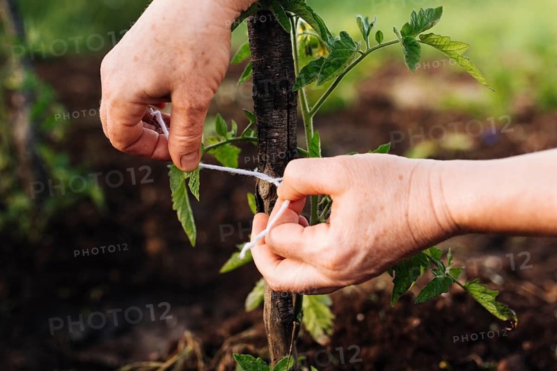 Close up staking plant