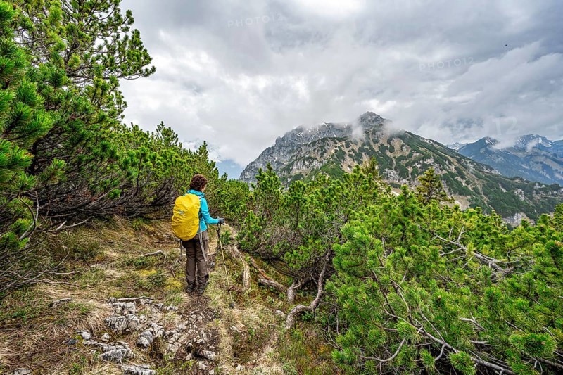 Mountaineer on the ridge of the Katzenkopf covered with mountain pines