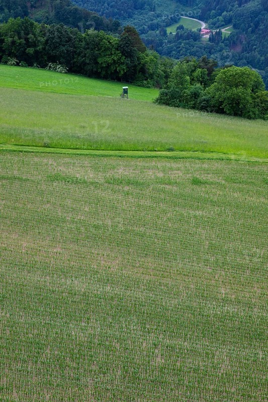 Maize field with hunter's high on the edge of the forest