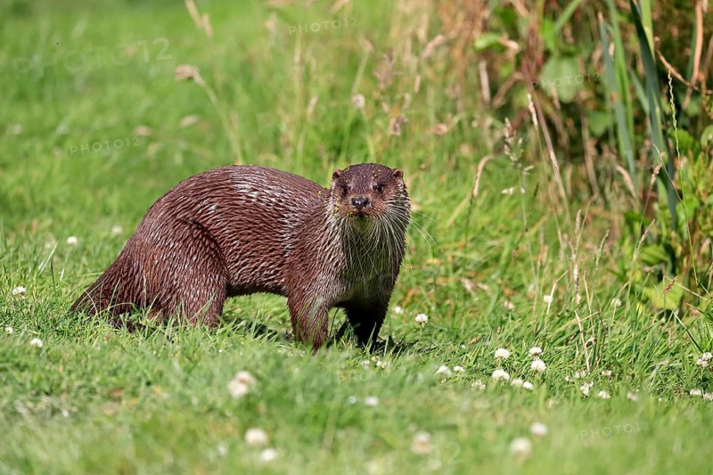 European otter