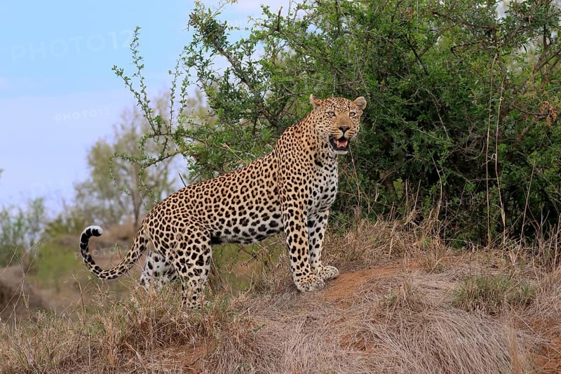 Leopard