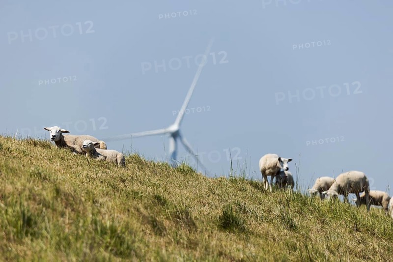 A flock of sheep