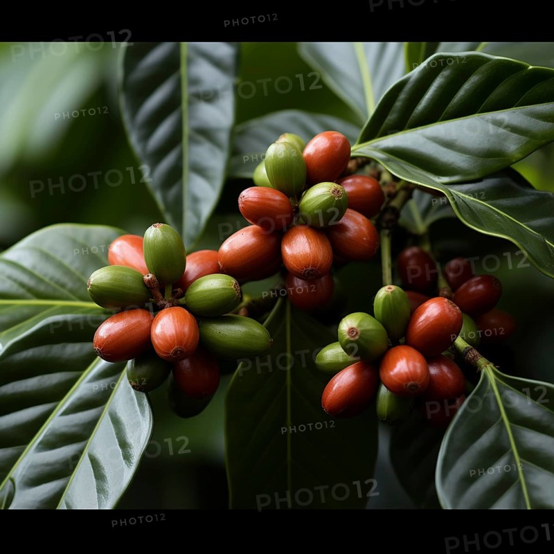 Coffee beans fresh and roasted Coffee beans on a plantation
