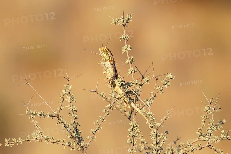 Ground Agama