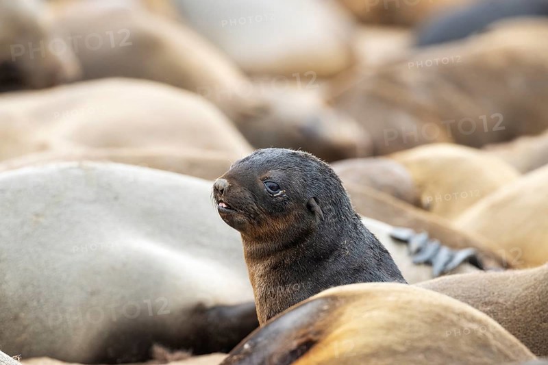Cape Fur Seal