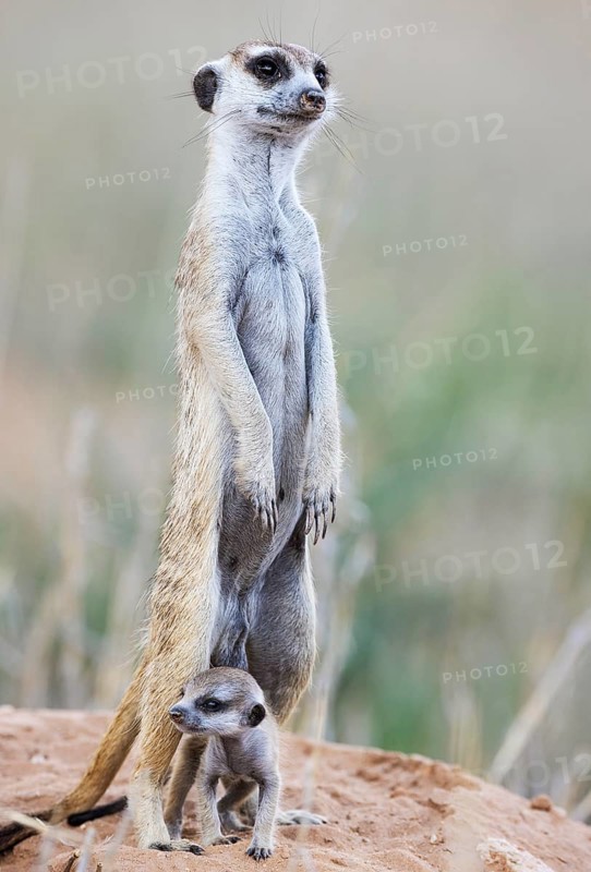 Suricate
