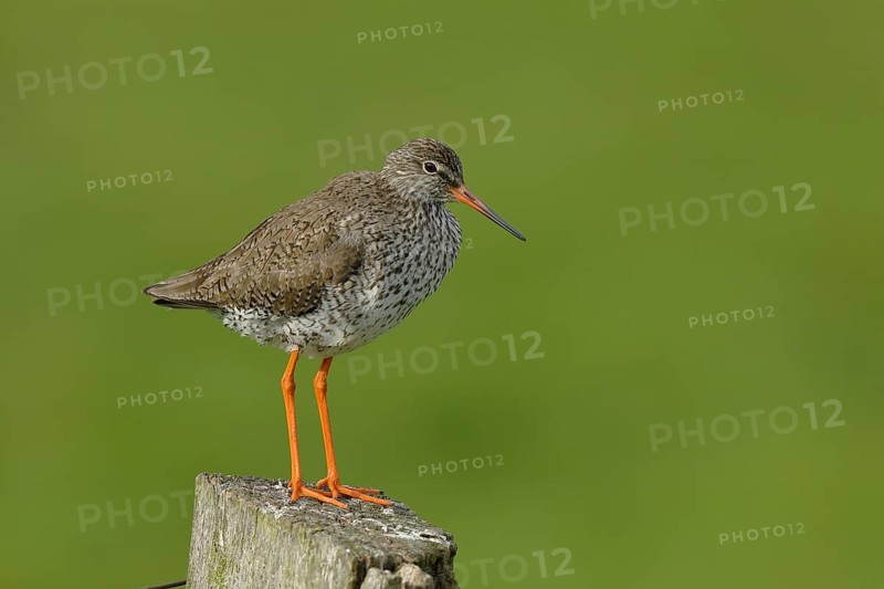 Common redshank