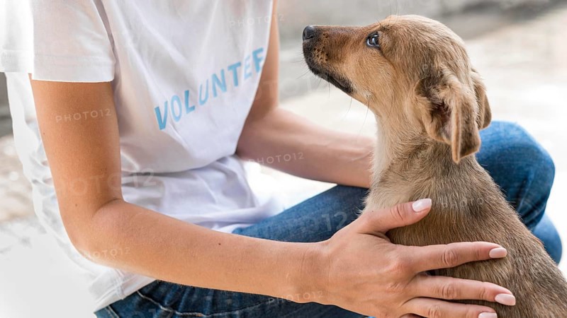 Side view rescue dog loving affection receives from woman shelter