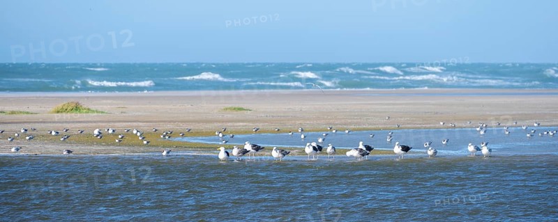 Seagulls on the beach