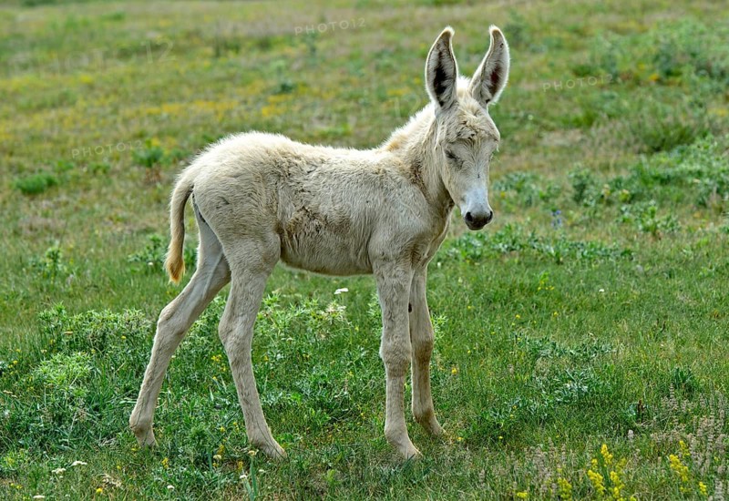 Foal of the Austro-Hungarian White Baroque Donkey