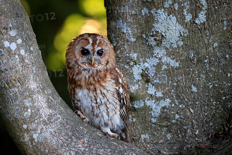 Tawny owl