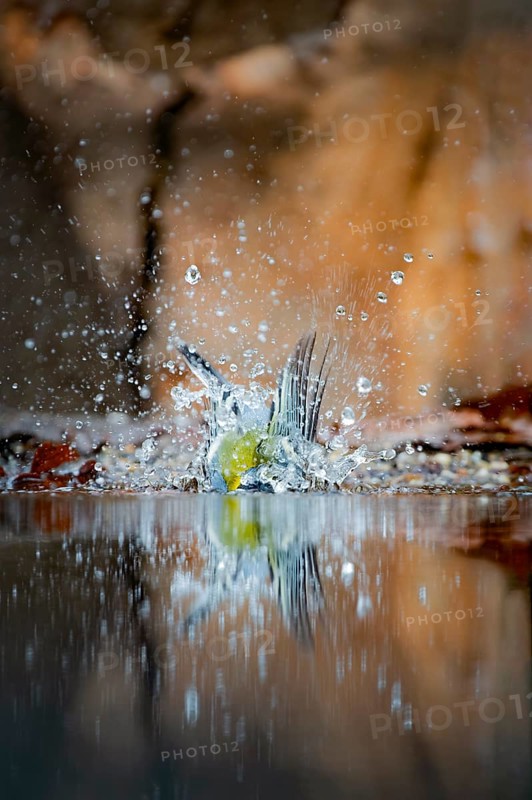 Great tit
