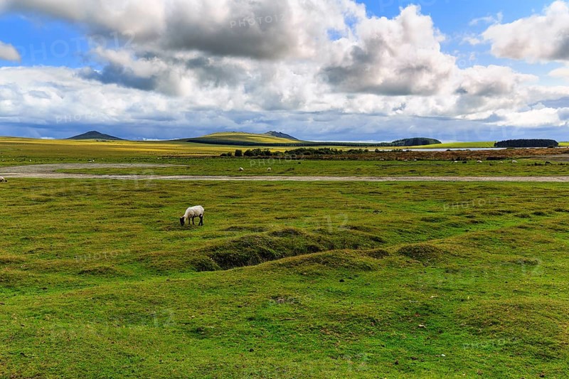 High moor
