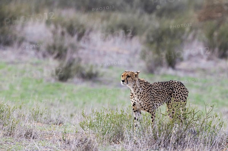 Cheetah