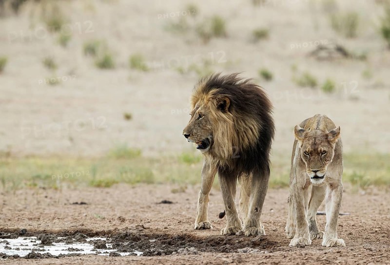 Lion