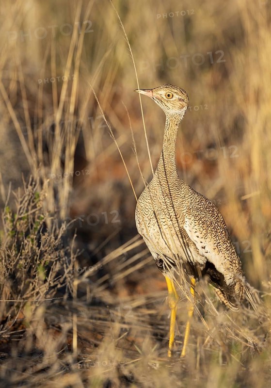 Northern Black Korhaan