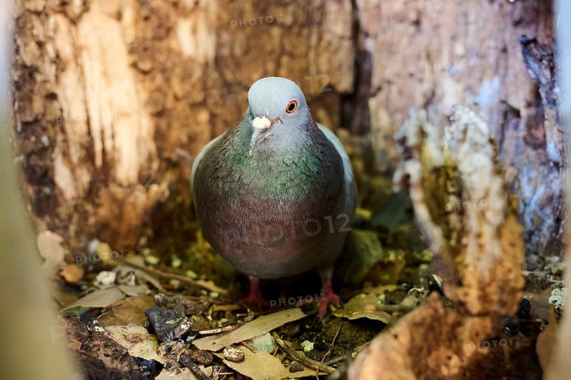 Feral pigeon