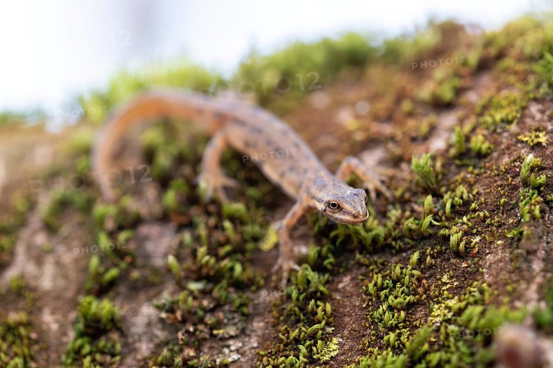 Common newt