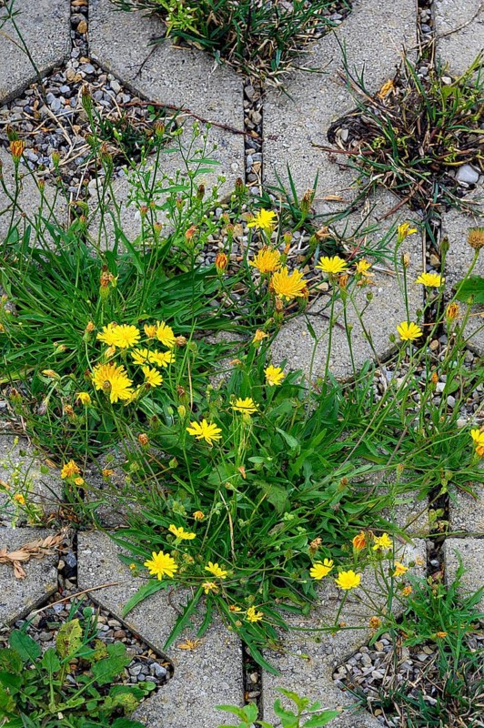 Paving with culvert for nature