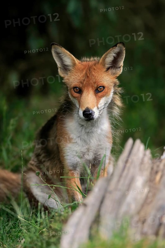 Red fox