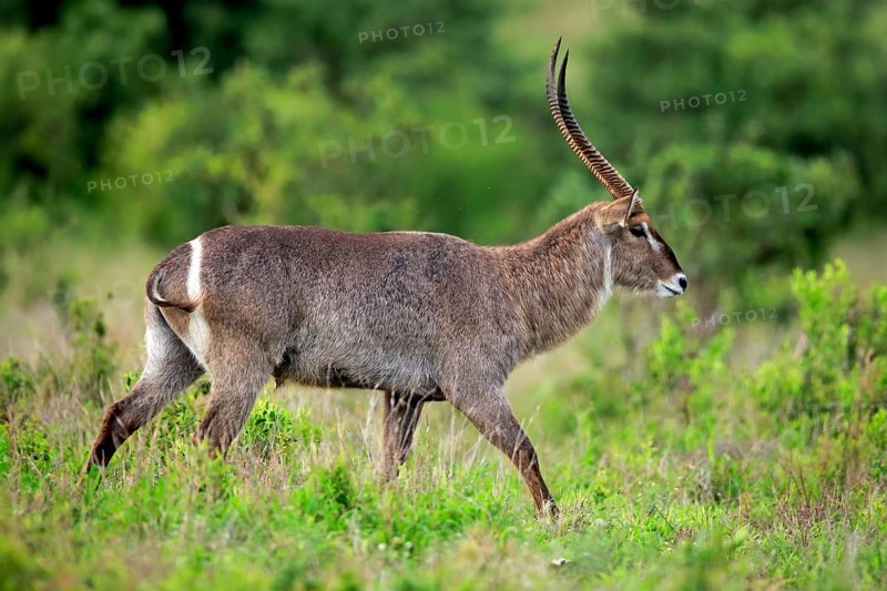 Ellipsen waterbuck