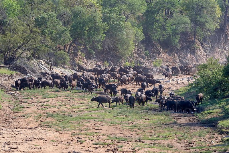 Cape buffalo