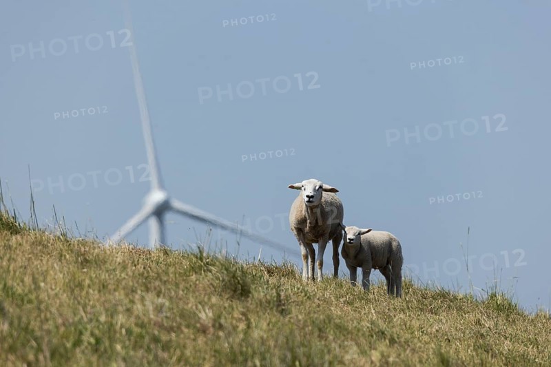 2 sheep