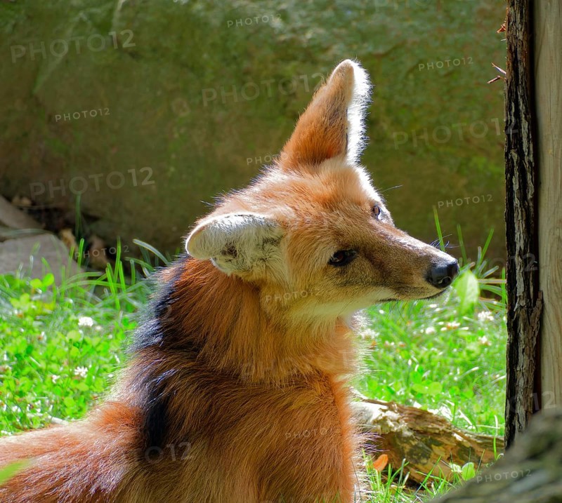 Maned wolf